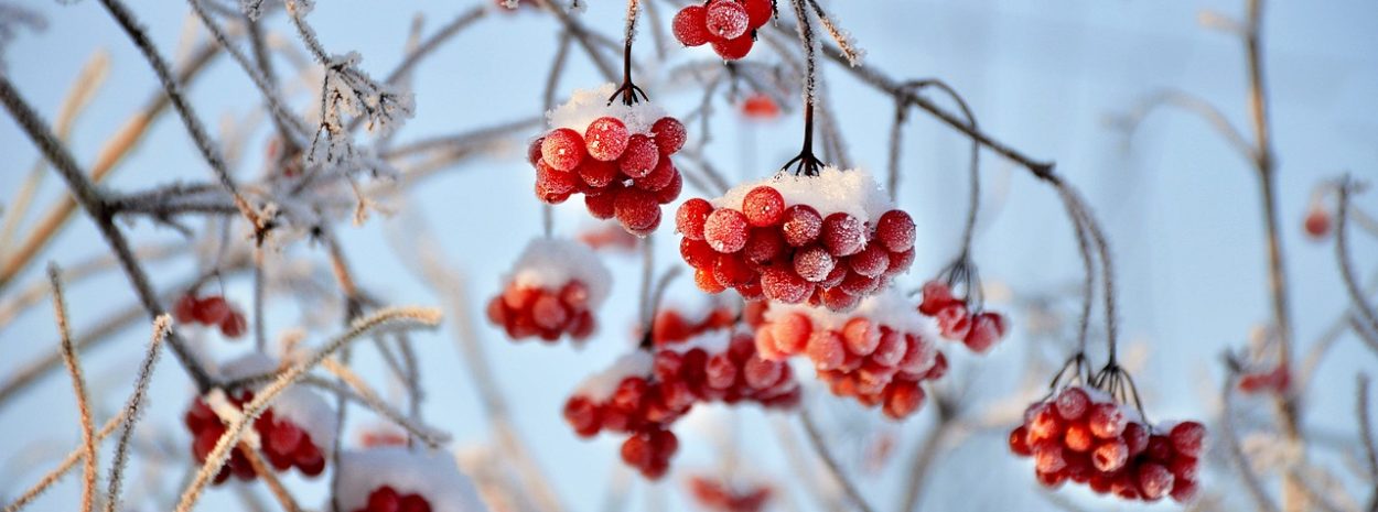 Viburnum 3060769 1280